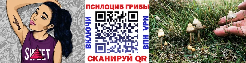 купить наркотики сайты  mega онион  Псилоцибиновые грибы мицелий  Тайга 